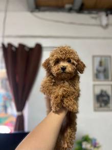 Cavapoo11