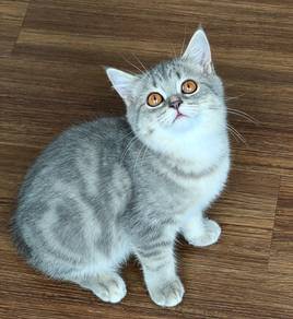 BSH kitten