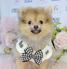 Pomeranian