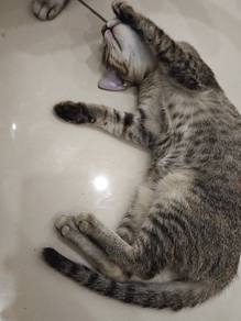 free adoption kitten kucing cat