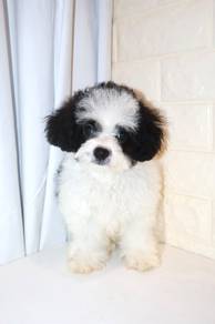 J0394 Shihpoo Round Face Soft Fur Teddy Puppy