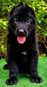 GERMAN SHEPHERD PUPPIES F149 🐻 Good structure