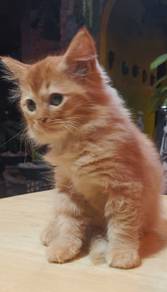 OYEN jantan yg comel 