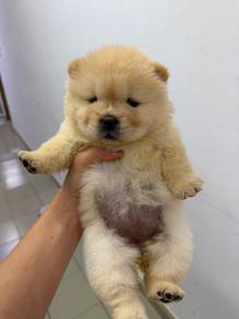 Chow Chow /MKA