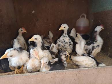 Ayam Serama