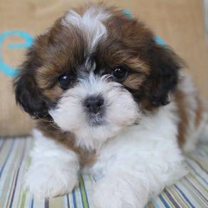 K3862 Fuzzy Adorable Teddy Bear Companion Puppy