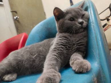 bsh male 