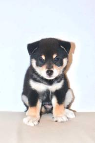 i4 Lovely Shiba Dog