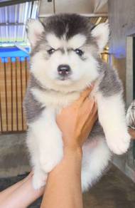 SIBERIAN HUSK PUPPIES 🌻 Boy~Girl Sb116