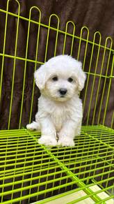 Maltipoo