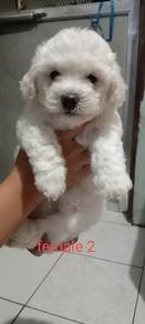 Maltipoo h