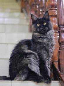 Smoke Maine Coon Female