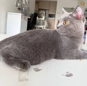 Bsh Blue