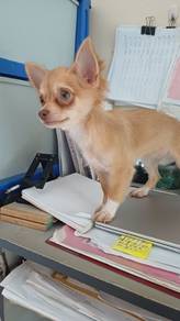 Long Hair Chihuahua 