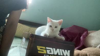 bsh mix