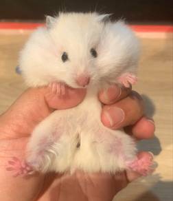 Syrian Big Bone Female
