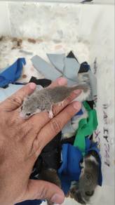 Dormouse