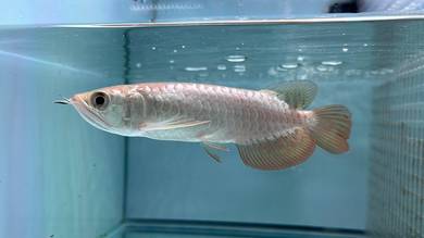 Ikan Arowana Fish Crossback 5 inch (Pellet)-ARC 1