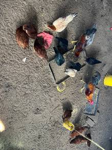 Ayam Kampung