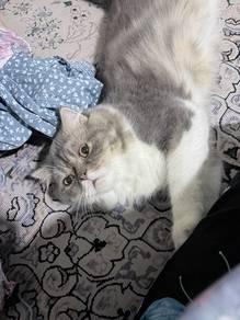 Parsi Cat for Rehome