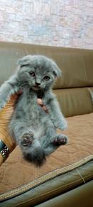 bsh