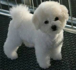N3550 Bundle-of-joy Poochon beautiful sweet temper