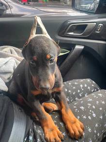 European lineage Doberman puppies