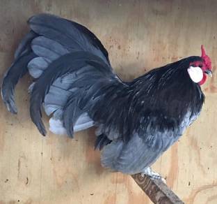 Anak ayam Rosecomb chick chicken bird 