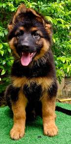 GERMAN SHEPHERD PUPPIES GSD45🐻 Good structure