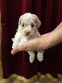 Poodle Puppy