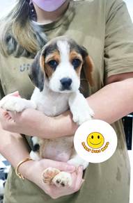 hhh_H399 Beagle tri color puppies