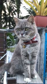 BSH Mix Breed Grey