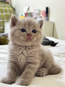 bsh british shorthair