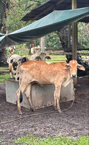 lembu murah