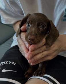 Dachshund