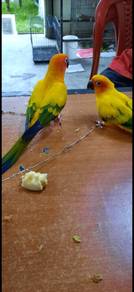 Burung sun conure jinak siap lesen