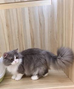 Munchkin Long hair cat for sale