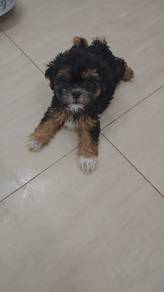 Shihtzu