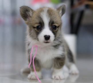 C117 柯基犬 CORGI PUPPIES 🌻fluffy Boy~Girl