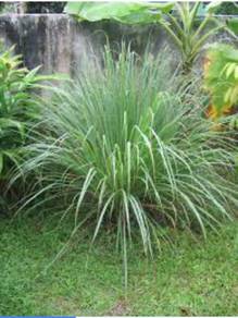 lemongrass / serai