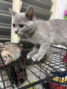 british short hair blue female