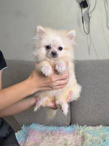 Pomeranian puppy