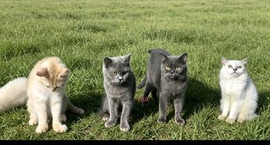 bsh mix