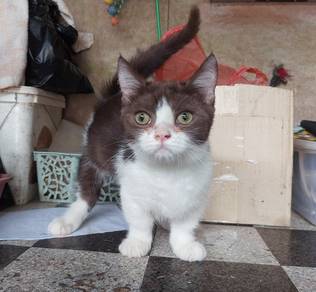 Cute Munchkin Kitten