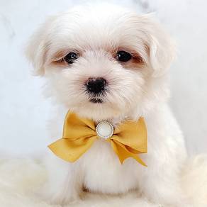 Maltese