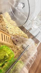 Hamster Cage