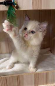 Pure Ragdoll