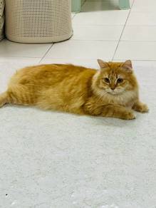 Kucing Siberian Betina Female Adult Cat