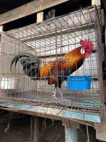 ayam