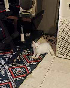 White boy kitten
